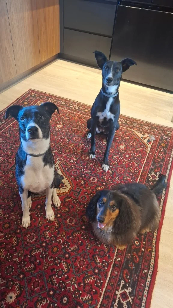 Três cães sentados no tapete da sala, atentos, durante a aula em casa
