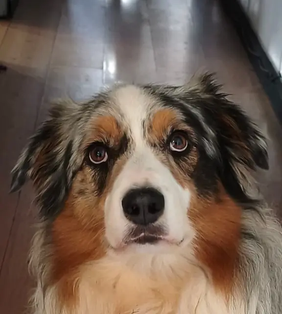 Cão em casa, aula por vídeo