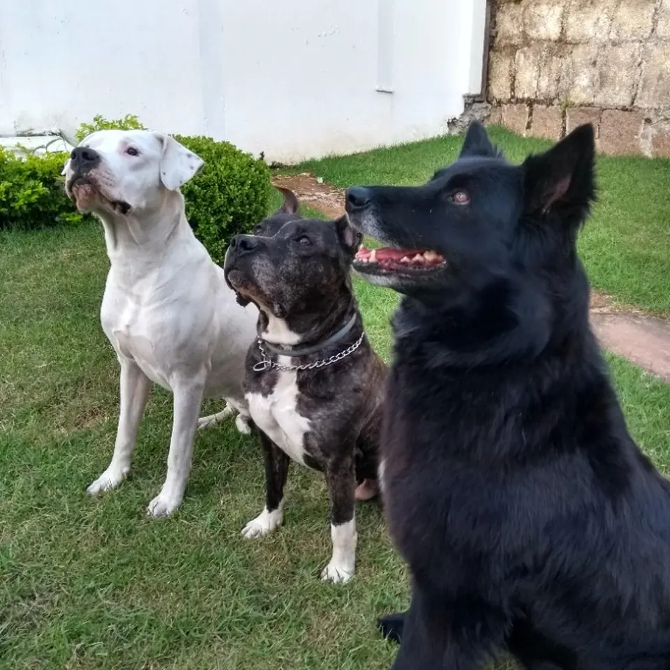 Três cães na grama, durante a estadia