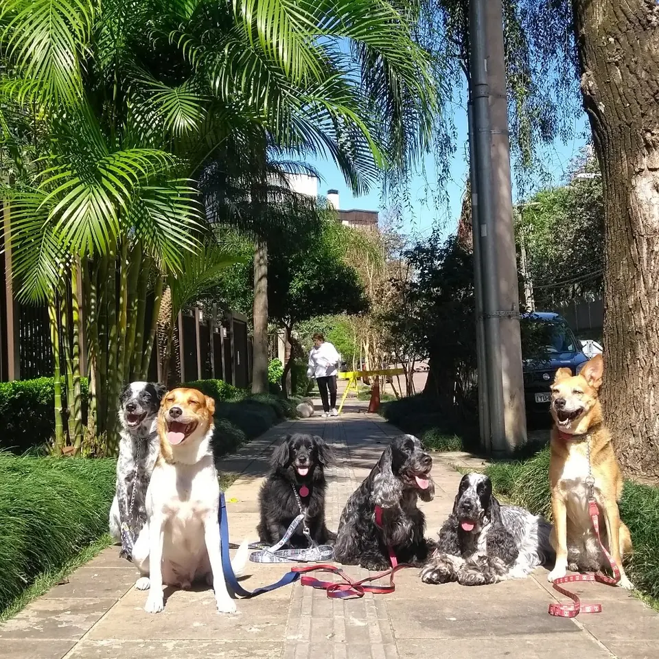 Cães sentados na calçada, em passeio com guia